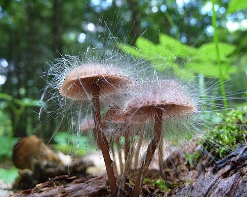 Spinellus fusiger